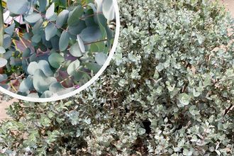 Cidereucalyptus - Eucalyptus gunnii