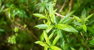 Citroenverbena - Lippia citriodora