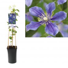 Bosrank - Clematis 'Arabella'