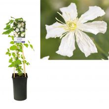 Bosrank - Clematis 'Paul Farges'