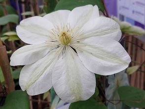 Waldrebe - Clematis 'Guernsy Creme