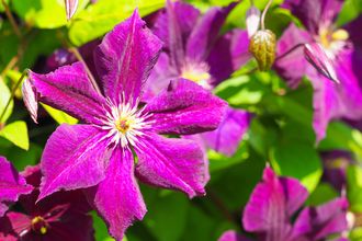 Waldrose - Clematis 'Royal Velours