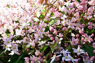 Immergrüne Waldrebe - Clematis armandii 'Hendersonii Rubra'