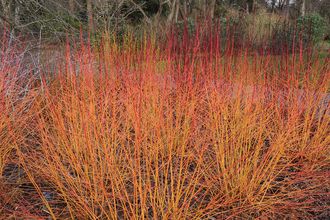 Kornoelje - Cornus sanguinea 'Midwinter Fire'