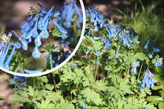mineraal incident Absoluut Borderplanten met blauwe bloemen - Vaste planten tuin blauw