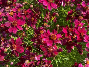 Cosmea - Cosmos bipinnatus