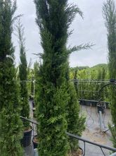 Italienische Zypresse - Cupressus sempervirens 'Pyramidalis
