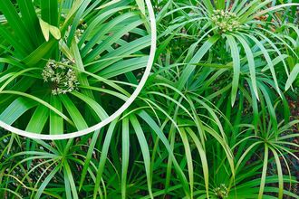 Parapluplant - Cyperus Involucratus