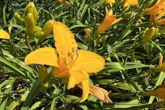 Daglelie - Hemerocallis 'Aten'