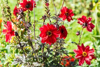 Dahlia - Dahlia 'Bishop of Llandaff'