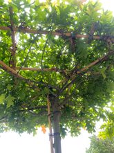 Sumpf-Eiche - Quercus palustris (Dachform Parasol)