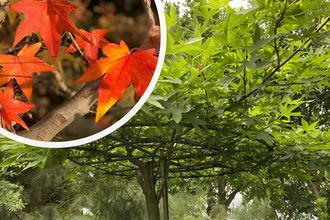 Dach-Amberbaum - Liquidambar styraciflue Dachbaum