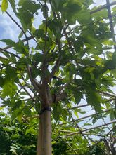 Dachmaulbeere - Morus alba 'Fruitless' (Dachform Sonnenschirm) Bambusständer 150 cm