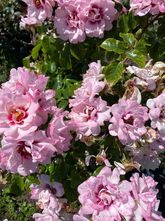 Damaszener Rose - Rosa x damascena
