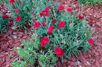 Grasanjer - Dianthus 'David'