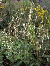 Duizendknoop - Persicaria amplexicaulis 'Alba'