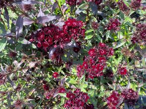 Duizendschoon - Dianthus barbatus 'Nigricans'