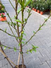 Duo Perzik & Abrikoos - Prunus persica/armeniaca