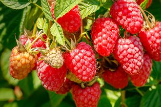 Zwerghimbeere - Rubus idaeus Low 'Little Sweet Sister