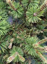 Zwergbergkiefer - Pinus mugo 'Humpy'