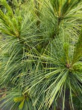 Zwergkiefer - Pinus x schwerinii 'Wiethorst'.