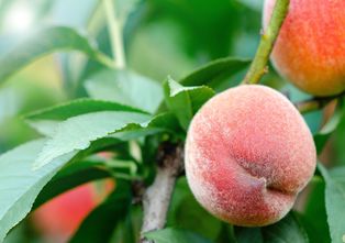 Zwergpfirsich - Prunus Persica 'Pink Peachy'