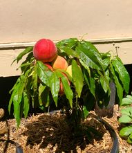 Dwergperzik - Prunus Persica 'Red Peachy' - Op stam H40cm 