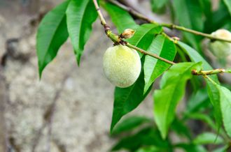Dwergperzik - Prunus persica 'Amsden' -  Halfstam