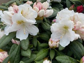 Dwergrhododendron - Rhododendron yakushimanum 'Porzellan'