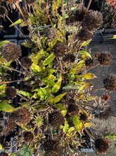 Zonnehoed - Echinacea purpurea 'White Pearl'