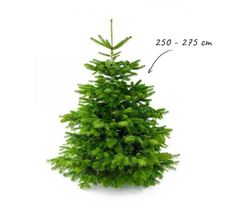 Echte kerstboom - Nordmann - Abies nordmanniana ca. 250 tot 275 cm (zonder kluit)