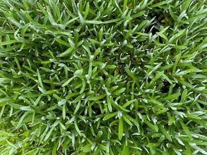 Edelweiss - Leontopodium souliei 'Alpina White'