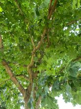 Amerikanischer Ahorn - Acer Pacific Sunset großer Baum 350-400 cm