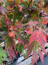 Ahorn - Acer japonicum 'Attaryi'