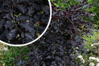 Rotwangenbuche - Fagus sylvatica 'Rohan Weeping' auf Stamm 250-300cm
