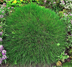 Zwenkgras - Festuca gautieri