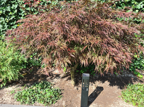 Japanse Esdoorn - Acer palmatum 'Garnet'