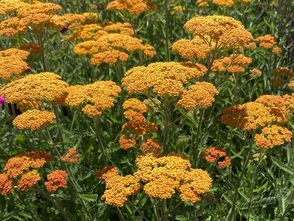 Geel duizendblad - Achillea filemdupila