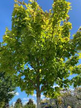 Gelbblättriger Ahorn - Acer pseudoplatanus 'Worley'.