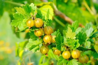Gele Kruisbes - Ribes uva-crispa 'Invicta'