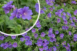 Ooievaarsbek - Geranium himalayense