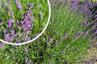 Gewöhnlicher Lavendel - Lavandula angustifolia 'Munstead' TIP