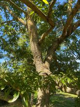 Gezaagdbladige eik - Quercus acutissima