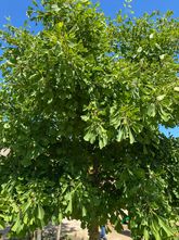 Japanse notenboom - Ginkgo biloba 'Tremonia'