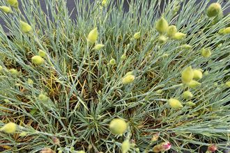 Grasnelke - Dianthus plumarius 'Doris'