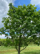 Großblättriger Ahorn - Acer macrophyllum