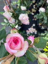Großblütige Rose - Rosa 'Eden Rose