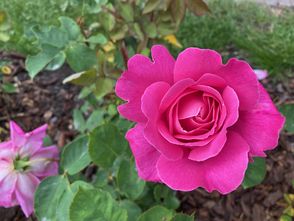 Grootbloemige roos - Rosa 'Pink Peace'
