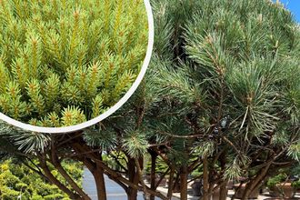 Waldkiefer - Pinus sylvestris 'Watereri' (Bonsai)