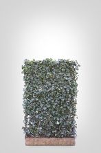 Hedera scherm (M) - 180h x 120b - Trellis + Hedera klimop haag (kant en klaar)